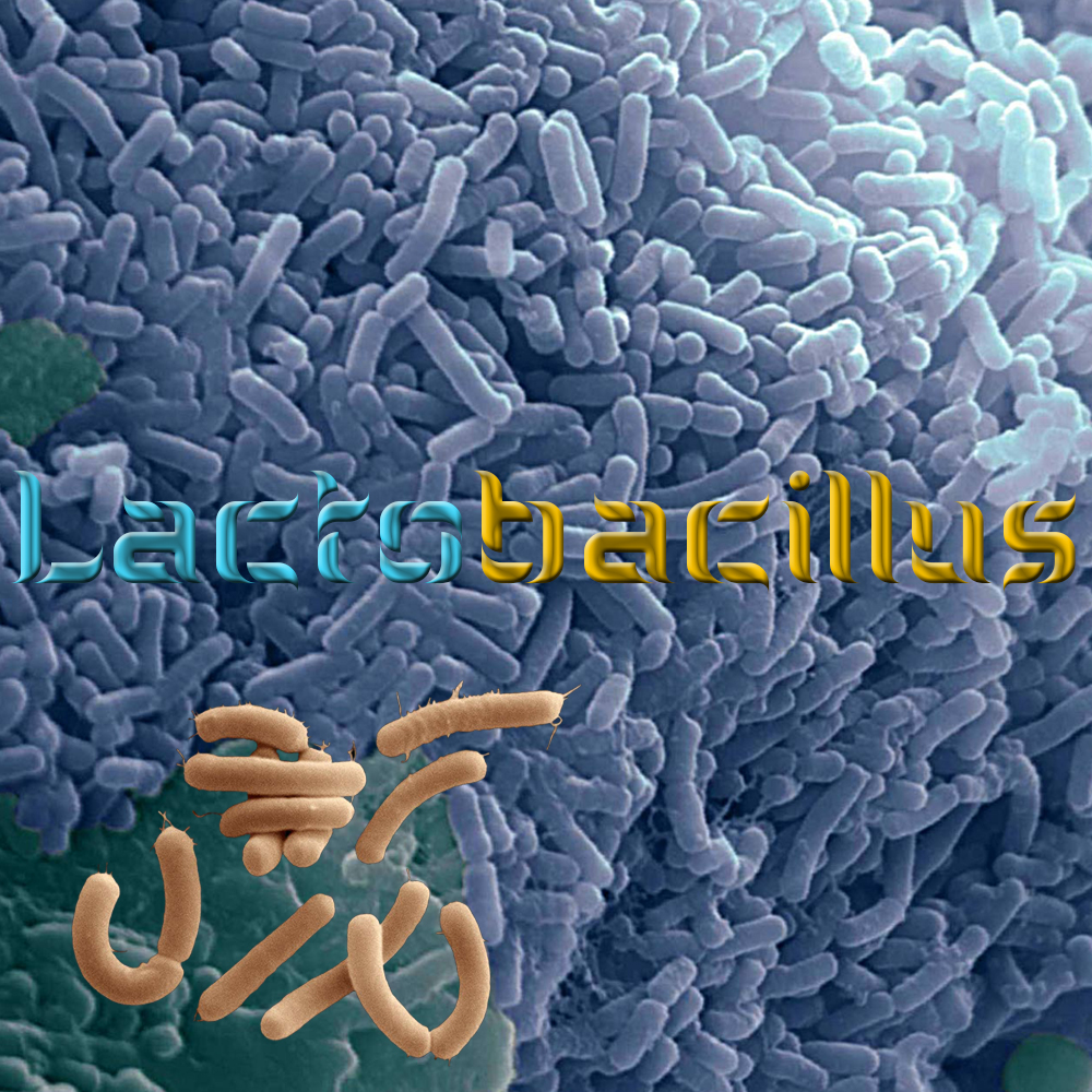 طريقة صناعة باكتيريا حمض اللبنيك lactobacillus في المنزل